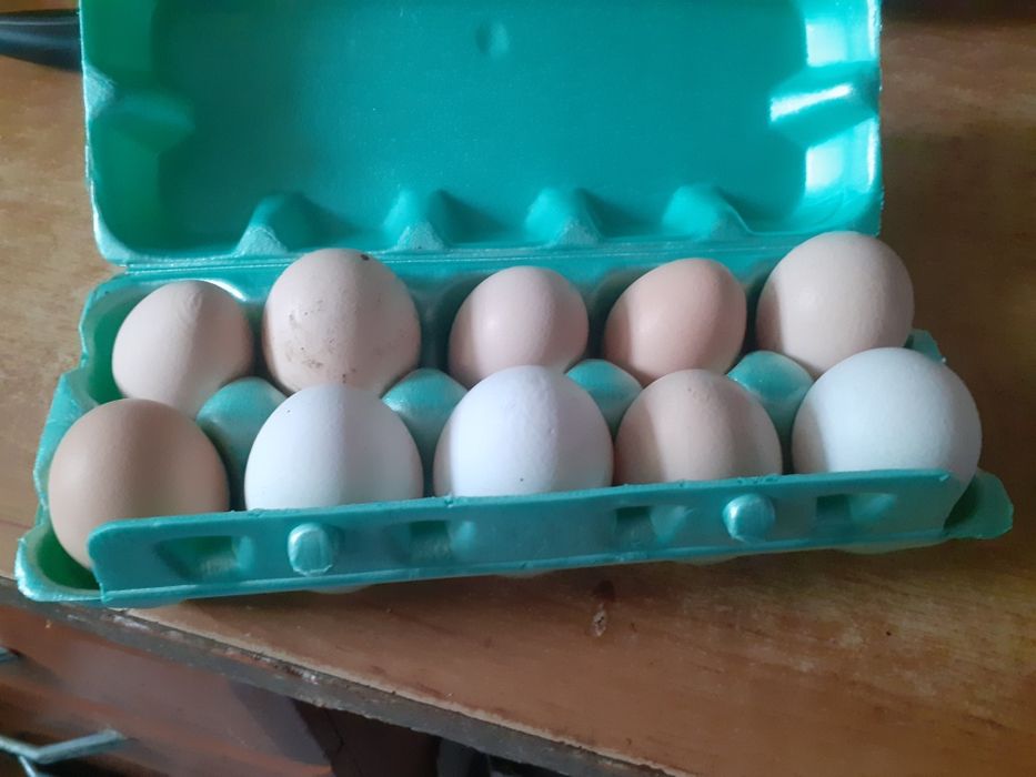 Wiejskie jajka od kur z wolnego wybiegu