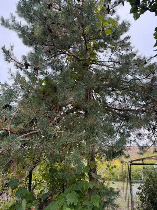 Продаv Дачу в садовом товариществе «Днепр»