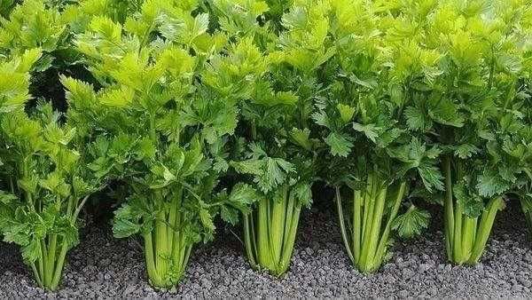 Насіння петрушки кореневої