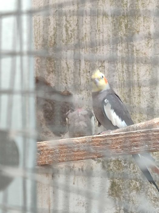 Aves caturras disponíveis
