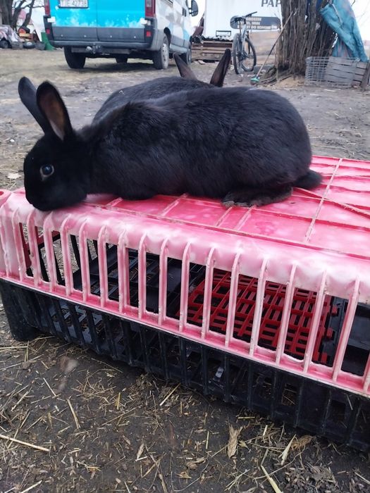 Króliki samce i samice piękne Króliki