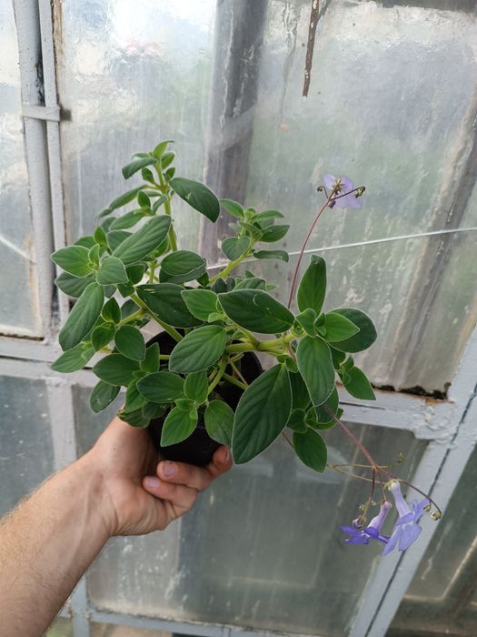 Skrętnik Santiago (Streptocarpus, skrętnik skalny) don 11 cm