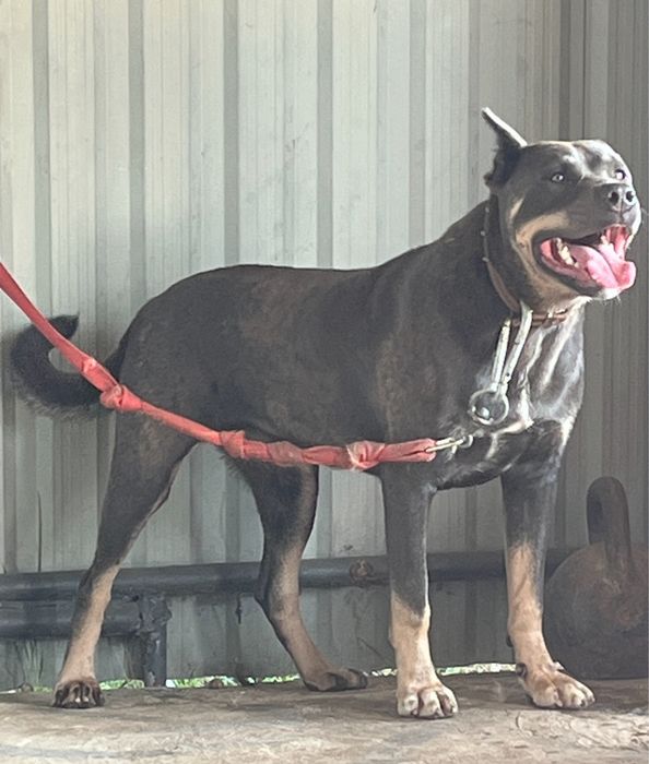 Продаються  екслюзивні Цуценята породи АЛАКАРО!!!