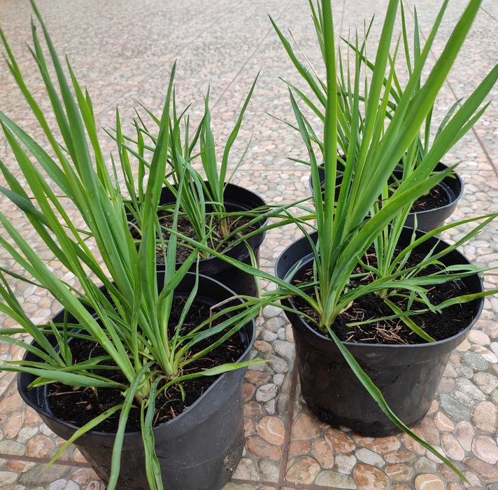 juka - juki sadzonki ogrodowe, byliny wieloletnie