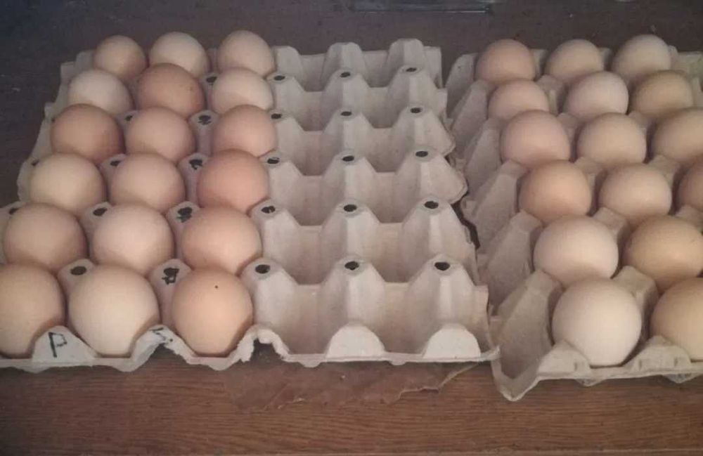 Ovos de Galinha Branca Portuguesa