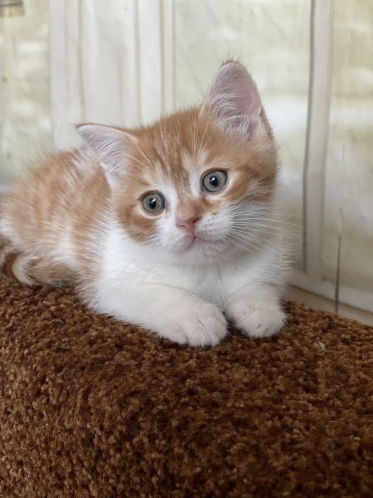 Котик британець