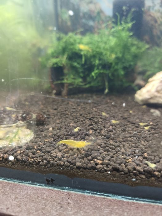 Neocaridinas Yellow fire