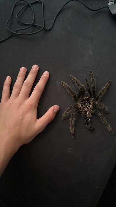 Ptasznik Lasiodora Parahybana