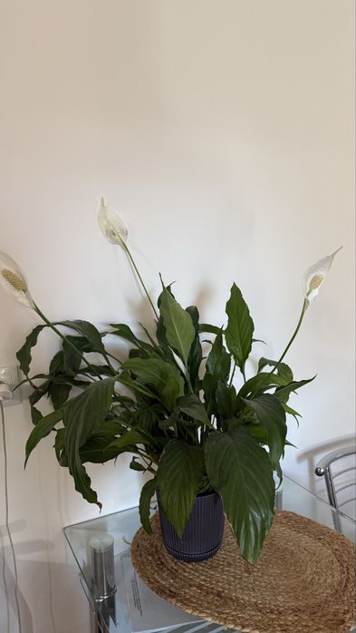 Спатіфілум спатифилум жіноче щастя квіти вазон