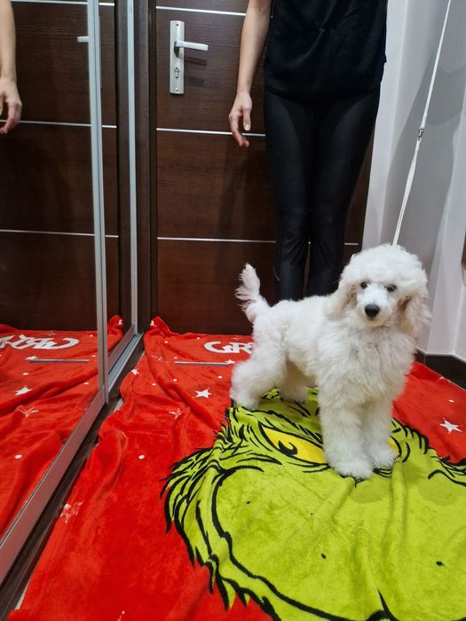 Pudel miniaturowy biały ZKwP FCI