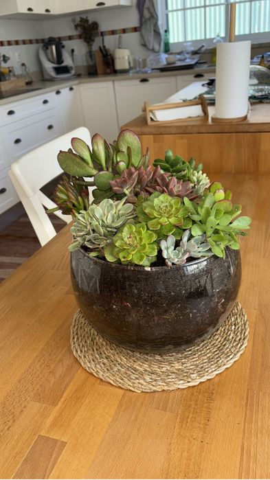 Suculentas mix variado em vaso , entregue em vaso basico de 15cm
