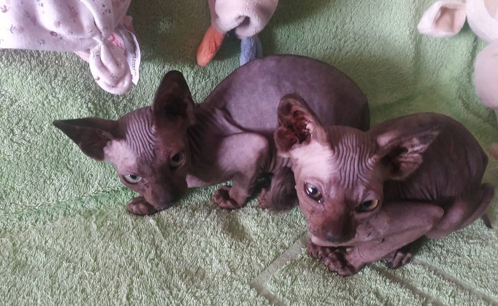 Канадські сфіксенята