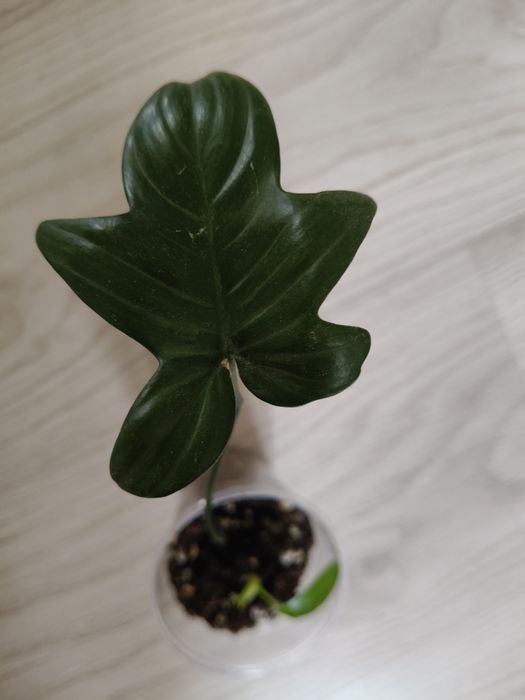 Philodendron pedatum