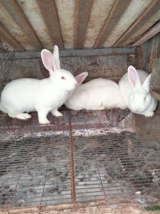 Продаю кролів Білий Панон