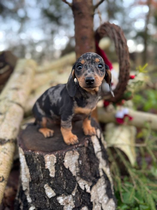 Jamnik miniaturowy merle sunia rodowód