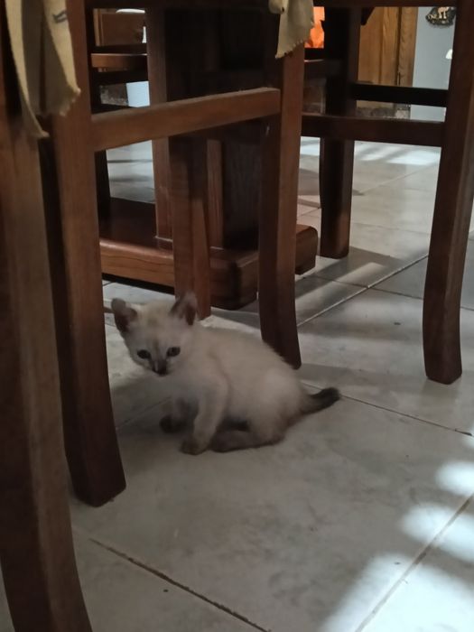 5 gatos para adoção