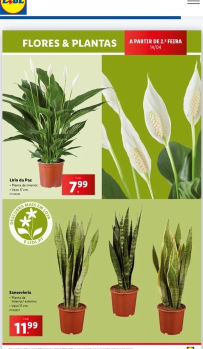 Cogumelos Silvestres, Sementes girasois várias cores, Suculentas, plan