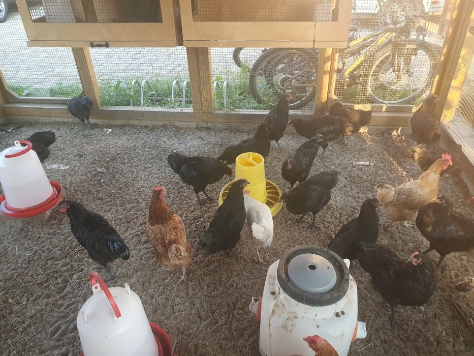 Koguty australorp