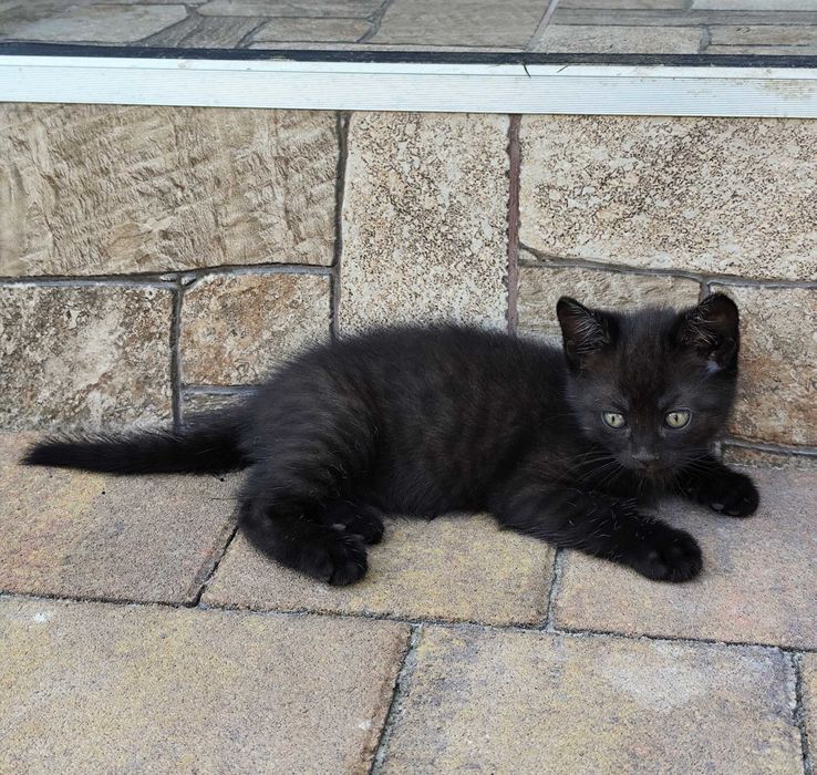 Продам британського котика