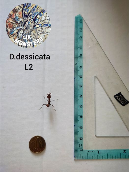 Modliszka Deroplatys desiccata+gratisy
