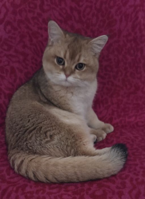 Вязка молодого британского котика.