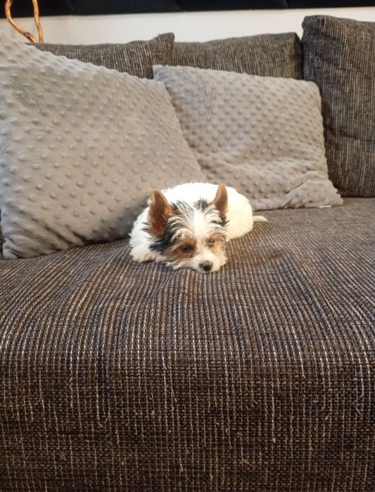 Mini suczka Yorkshire Terrier Biewier