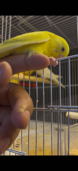 Piriquitos ingleses domesticados