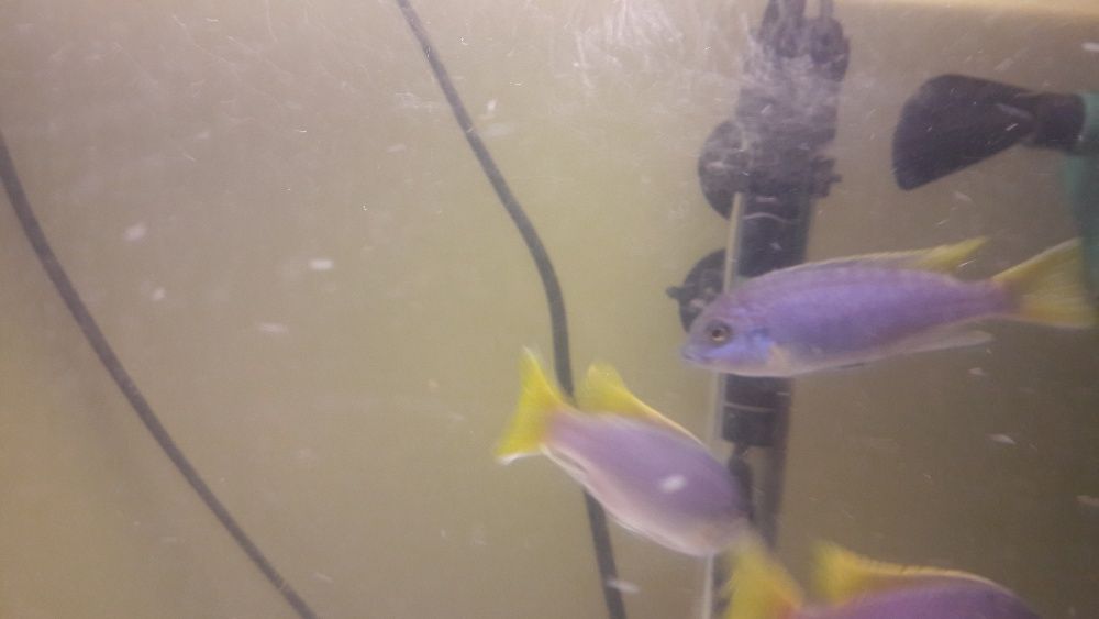 sprzedam pyszczaki pseudotropheus acei