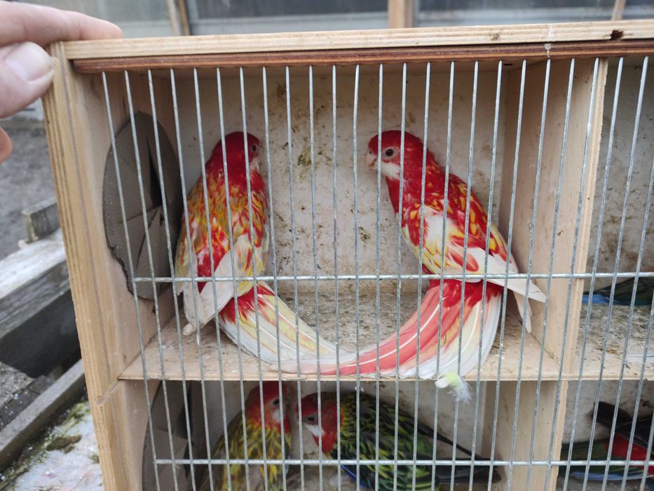 Papugi z 2025 roku różne kolory