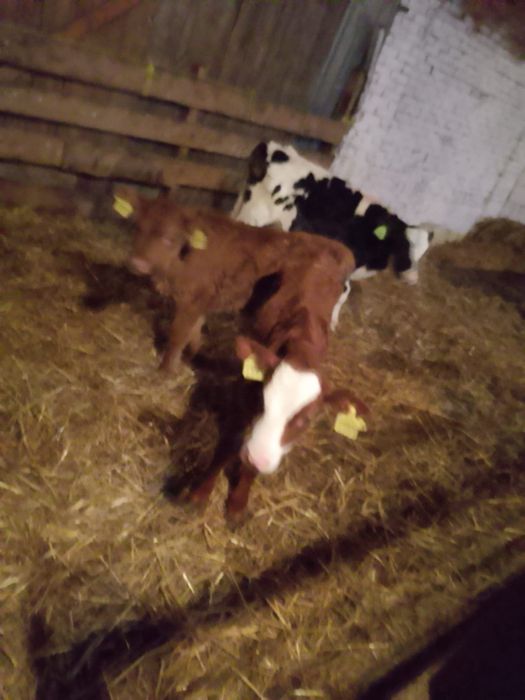 Sprzedam cielaki z zdjęcia