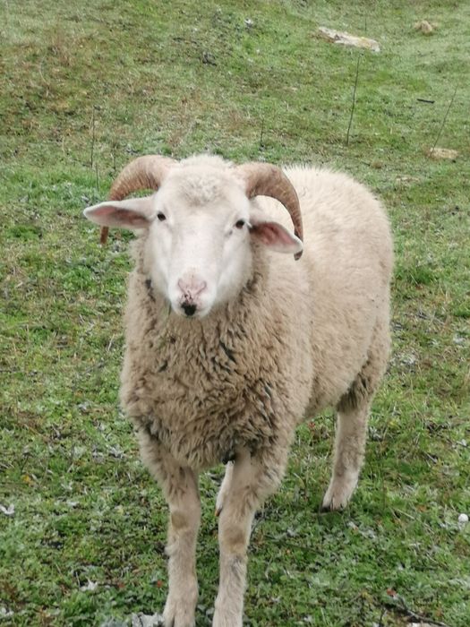 Продам баранчика