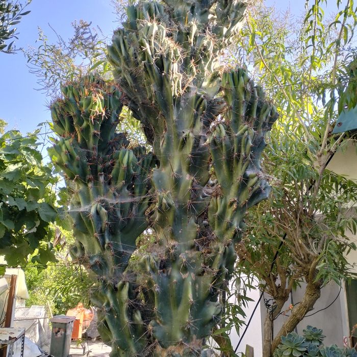 "Cacto-Monstro" 3 Metros, cereus repandus f. montruosos