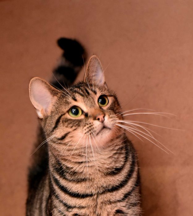 Нежная кошечка Масяня ждёт свою семью