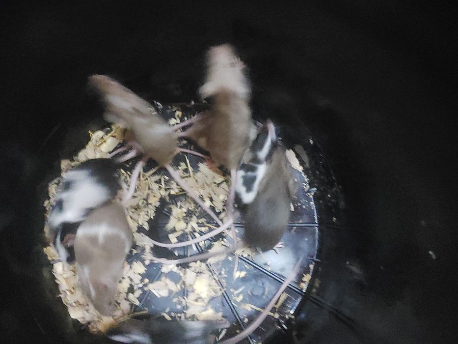 Myszki młode kolorowe