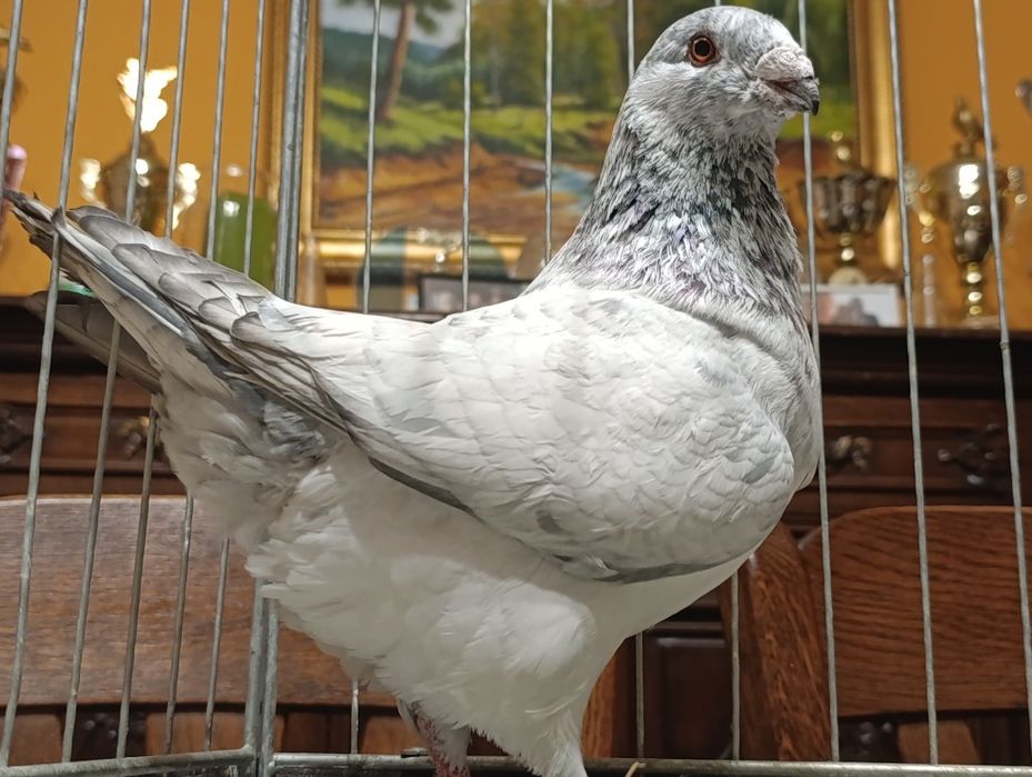 Giant Homer, wysyłam, gołębie ozdobne