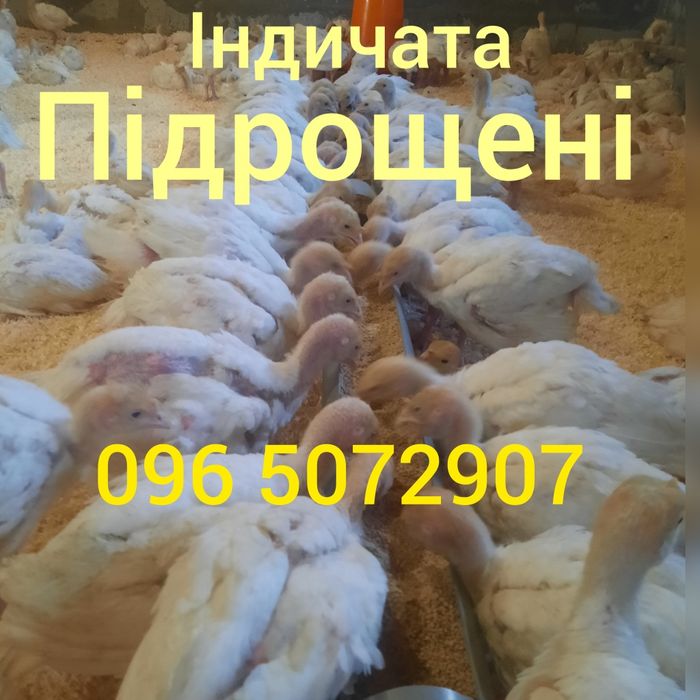 Індичата Біг-6, важкий крос. Київ, Житомир, Біла Церква, Вінниця, Рівн