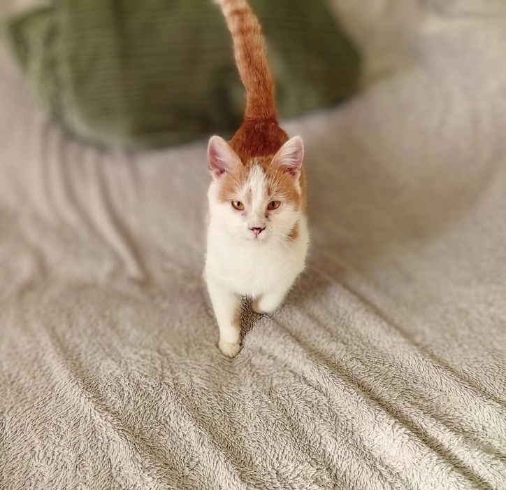 Котик муркотик шукає родину