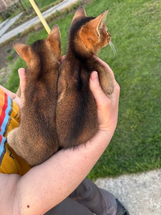 Супер ціна.Зробіть собі подарунок до свята