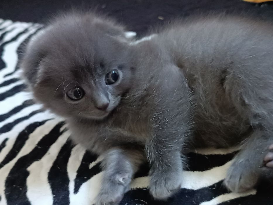 Кошенята шотландські