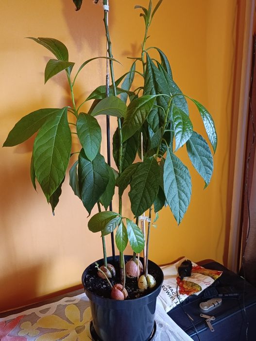 Avocado naturalny