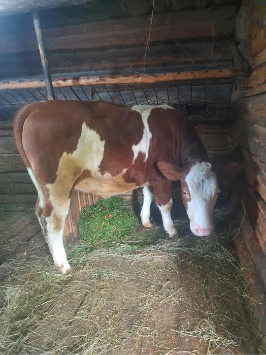 Jałówka zacielona simental