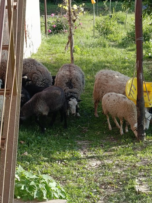 Продам ягнят баранів