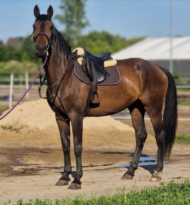 Klacz sportowa SP 9lat 172 cm