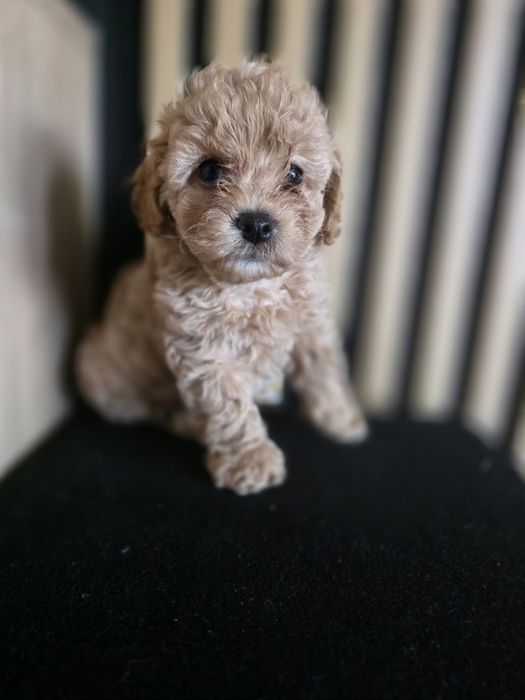 Bischpoo, pochonek.Badania genetyczne.