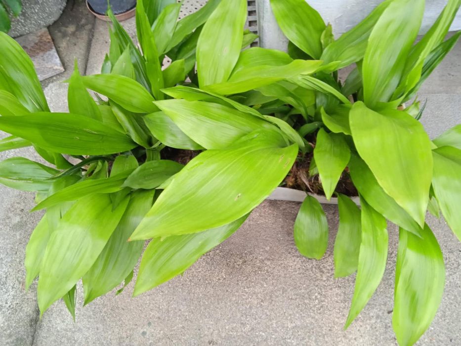 Vendo folhas de milho com raízes para plantar,  para fazer arranjos.