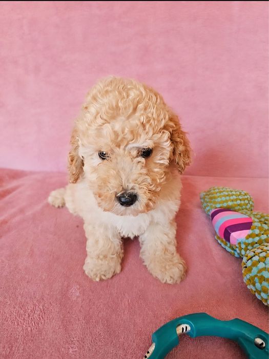 MALTIPOO - samczyk
