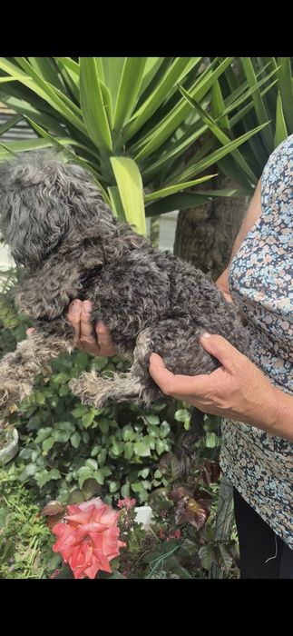Caniche lindiccimo