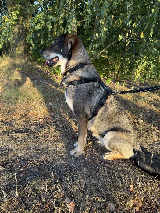 Oddam młodą suczkę w dobre, odpowiedzialne ręce