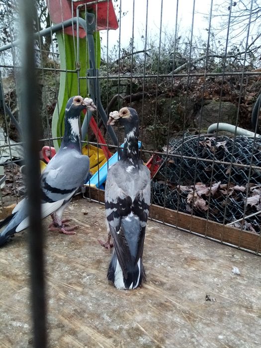 Gołębie ozdobne karier