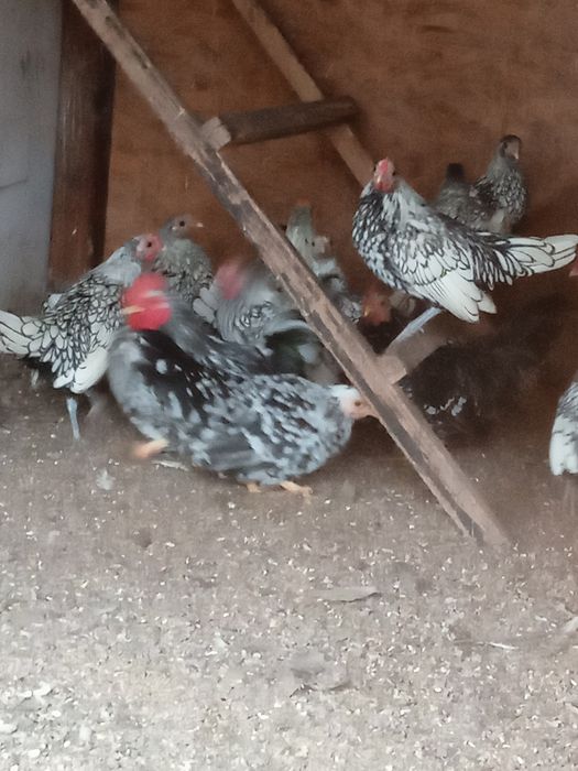 Sebrytki srebrne pary